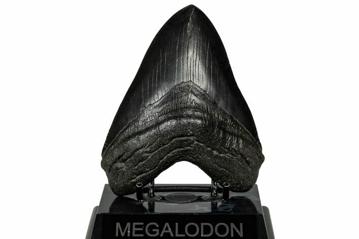 Fossil Megalodon Tooth - South Carolina #301785